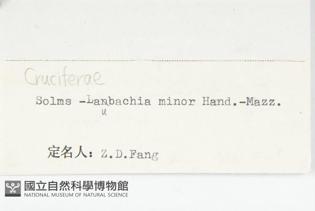 細葉萊菔藏品圖，第3張