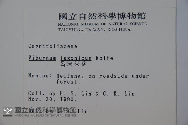 呂宋莢迷藏品圖，第2張