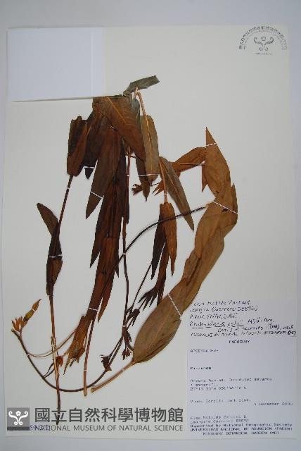 登錄號:S101059藏品圖，第3張