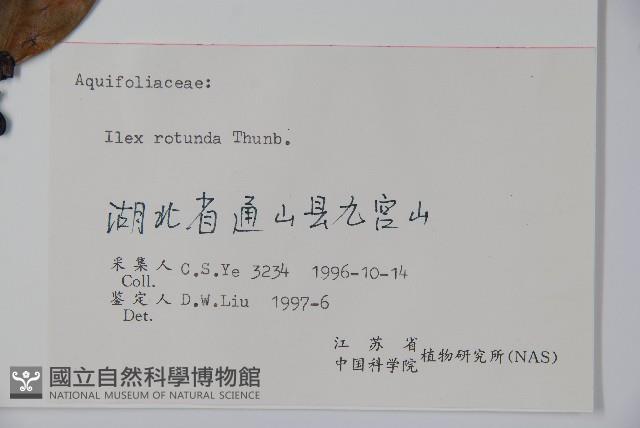 鐵冬青藏品圖，第2張