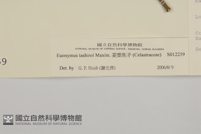 菱葉衛矛藏品圖，第3張