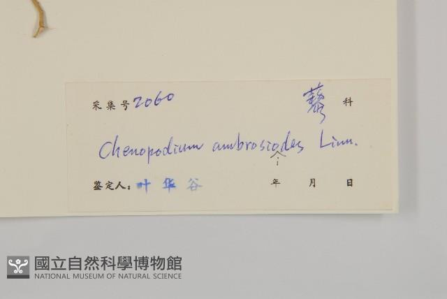 臭杏、土荊芥藏品圖，第3張