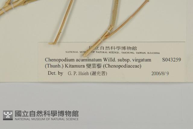 變葉藜藏品圖，第3張