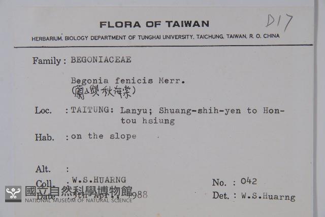 蘭嶼秋海棠藏品圖，第2張