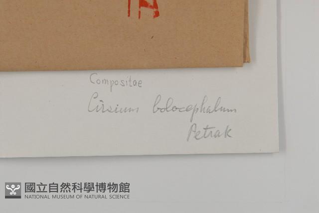 黃山薊藏品圖，第3張