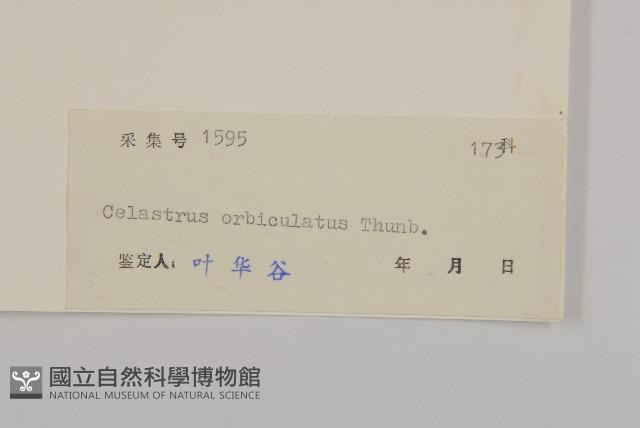 南蛇藤藏品圖，第3張