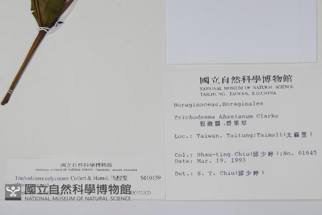 假酸漿藏品圖，第2張