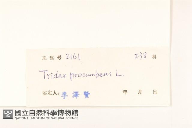 長柄菊藏品圖，第3張