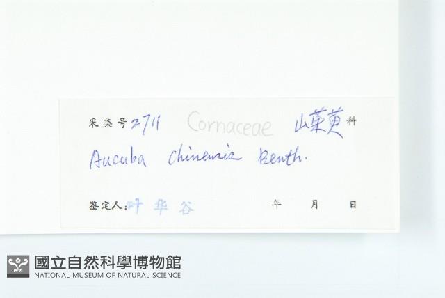 桃葉珊瑚藏品圖，第3張