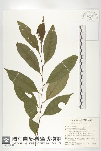 山紅柿藏品圖，第3張