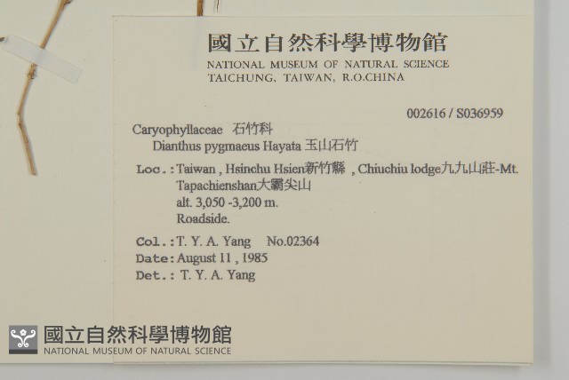 玉山石竹藏品圖，第2張