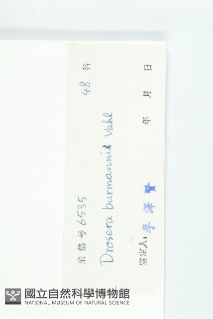 金錢草、錦地羅藏品圖，第3張