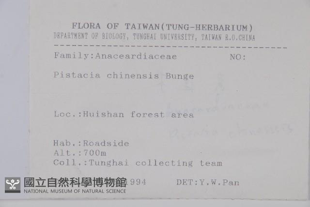 黃連木、爛心木藏品圖，第2張