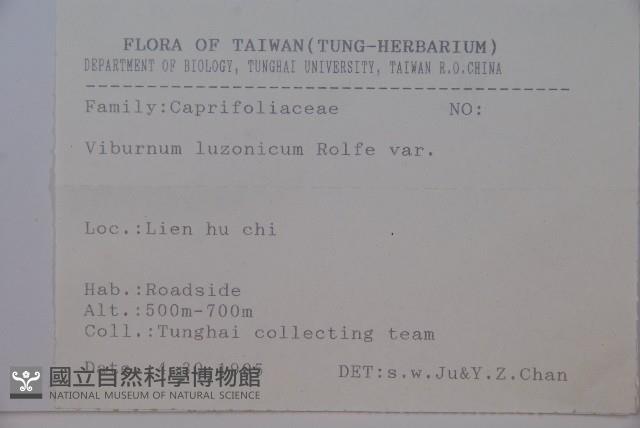 呂宋莢迷藏品圖，第2張