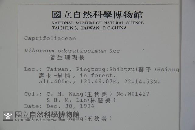 珊瑚樹藏品圖，第2張