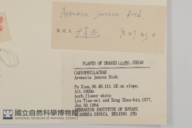 燈心草蚤綴藏品圖，第3張