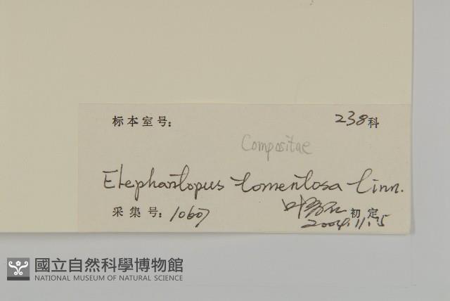 白花地膽草藏品圖，第3張