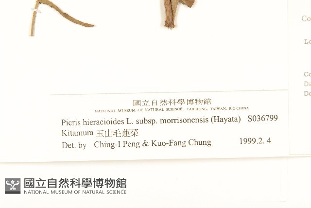 玉山毛蓮菜藏品圖，第3張