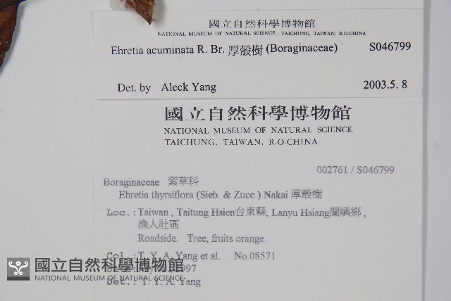 厚殼樹藏品圖，第2張