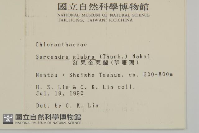 草珊瑚、紅果金粟蘭藏品圖，第2張