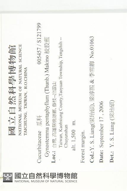 絞股藍藏品圖，第2張