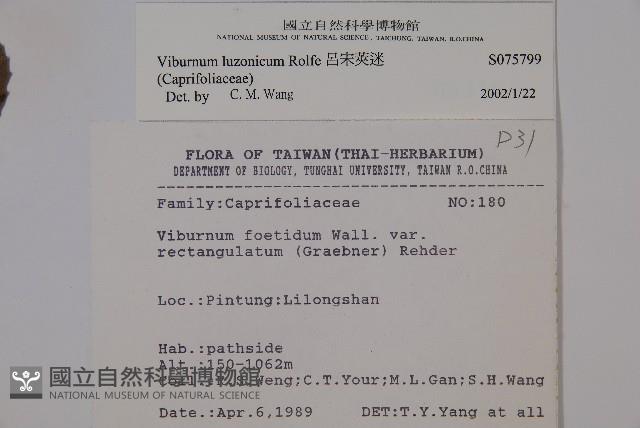 呂宋莢迷藏品圖，第2張