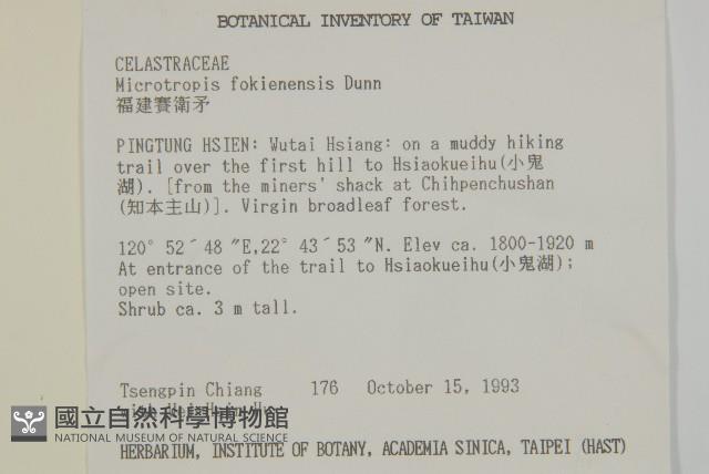 福建賽衛矛、福建假衛矛藏品圖，第2張
