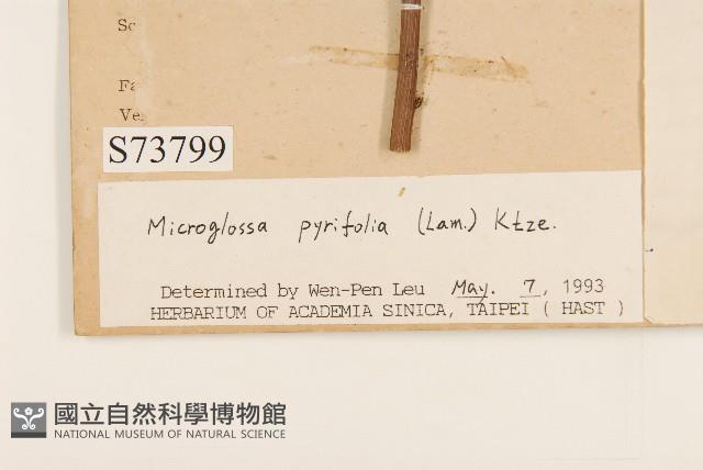 小舌菊、蔓綿菜藏品圖，第3張