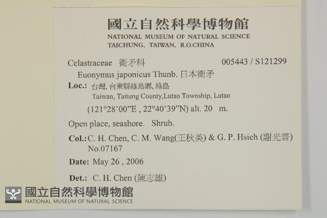 日本衛矛, 大葉黃楊藏品圖，第2張