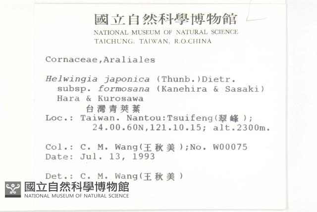 臺灣青莢葉藏品圖，第2張