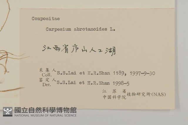 天名精藏品圖，第3張