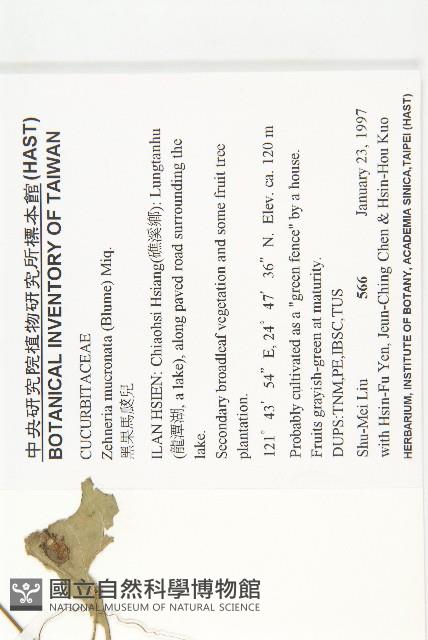 黑果馬交兒藏品圖，第2張