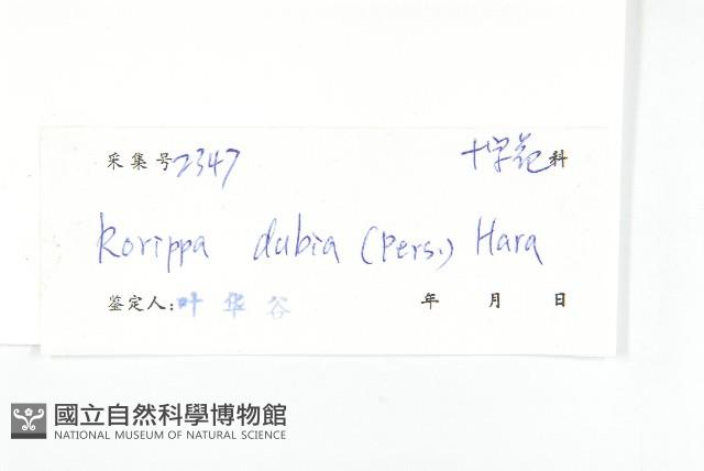 小葶藶藏品圖，第3張