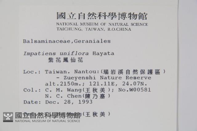 紫花鳳仙花藏品圖，第2張