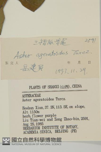 山白蘭藏品圖，第3張