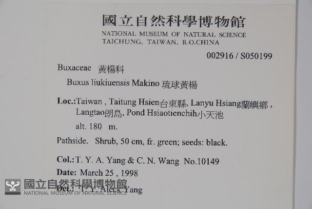 琉球黃楊藏品圖，第2張