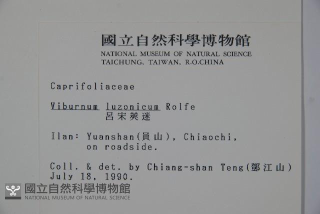 呂宋莢迷藏品圖，第2張