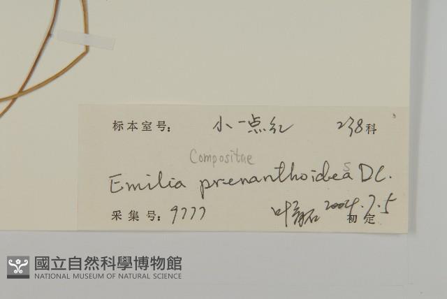 小葉一點紅藏品圖，第3張