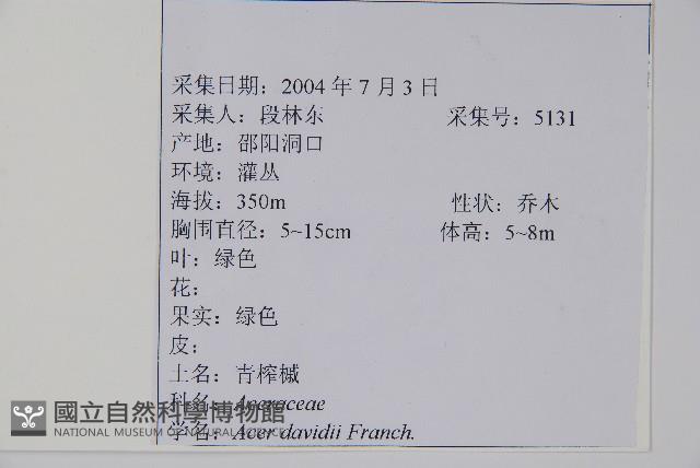 毛苦參藏品圖，第2張