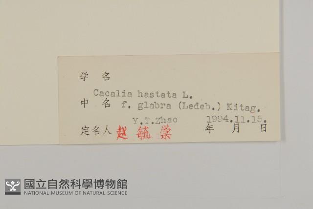 無毛山尖子藏品圖，第3張