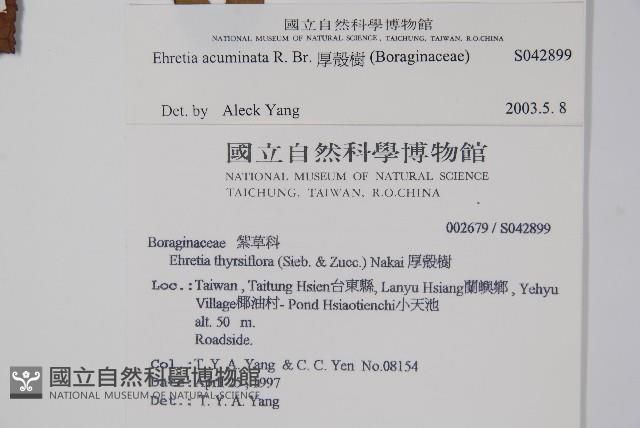 厚殼樹藏品圖，第2張