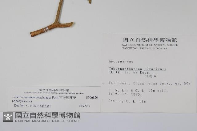 南洋馬蹄花藏品圖，第2張