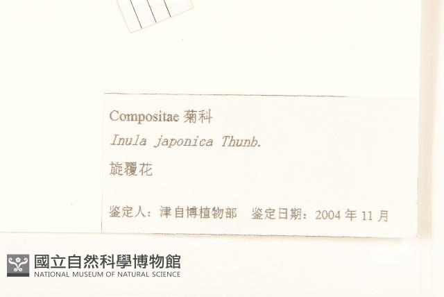 旋覆花藏品圖，第3張