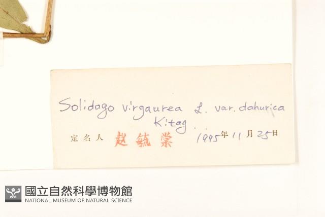 興安一枝黃花藏品圖，第3張