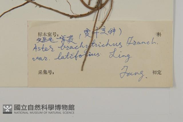 寬葉短毛紫菀藏品圖，第3張