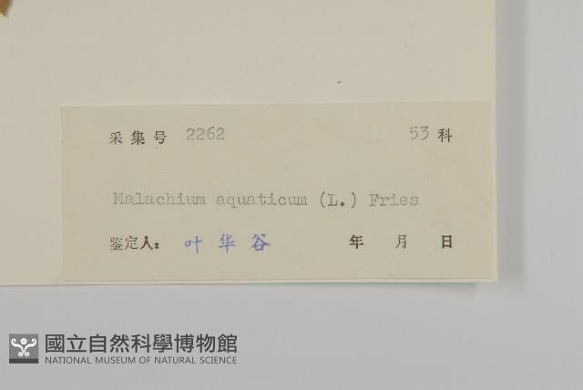 牛繁縷藏品圖，第3張