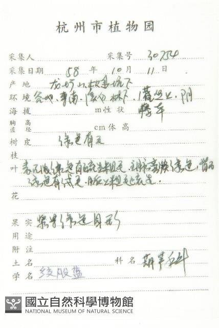 絞股藍藏品圖，第2張