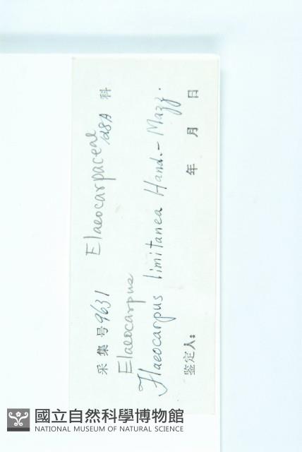 灰毛杜藏品圖，第3張