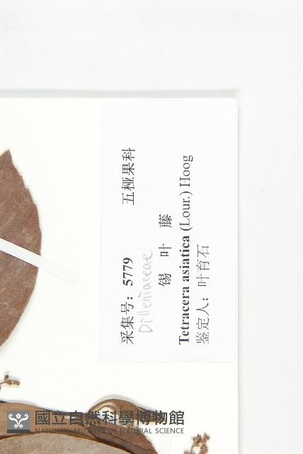 錫葉藤藏品圖，第3張