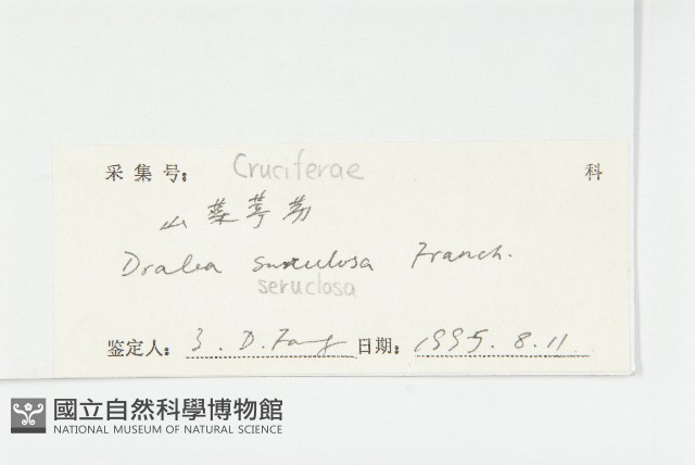 山菜葶藶藏品圖，第3張